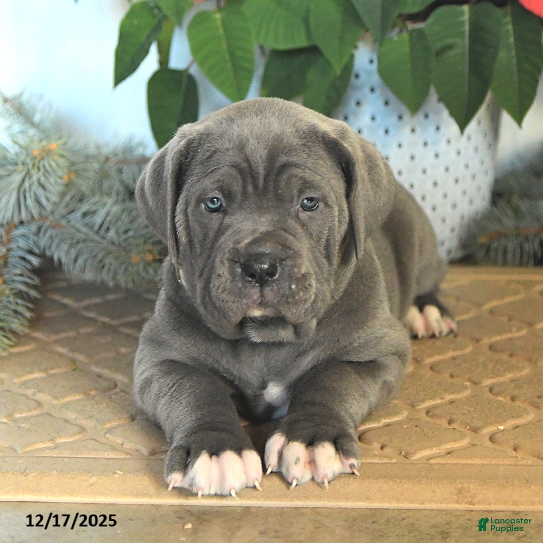 Cane Corso dogs for sale: Fairy - Ad 4