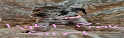 Great Dane dogs for sale: Light Pink Collar Female  - Ad 9