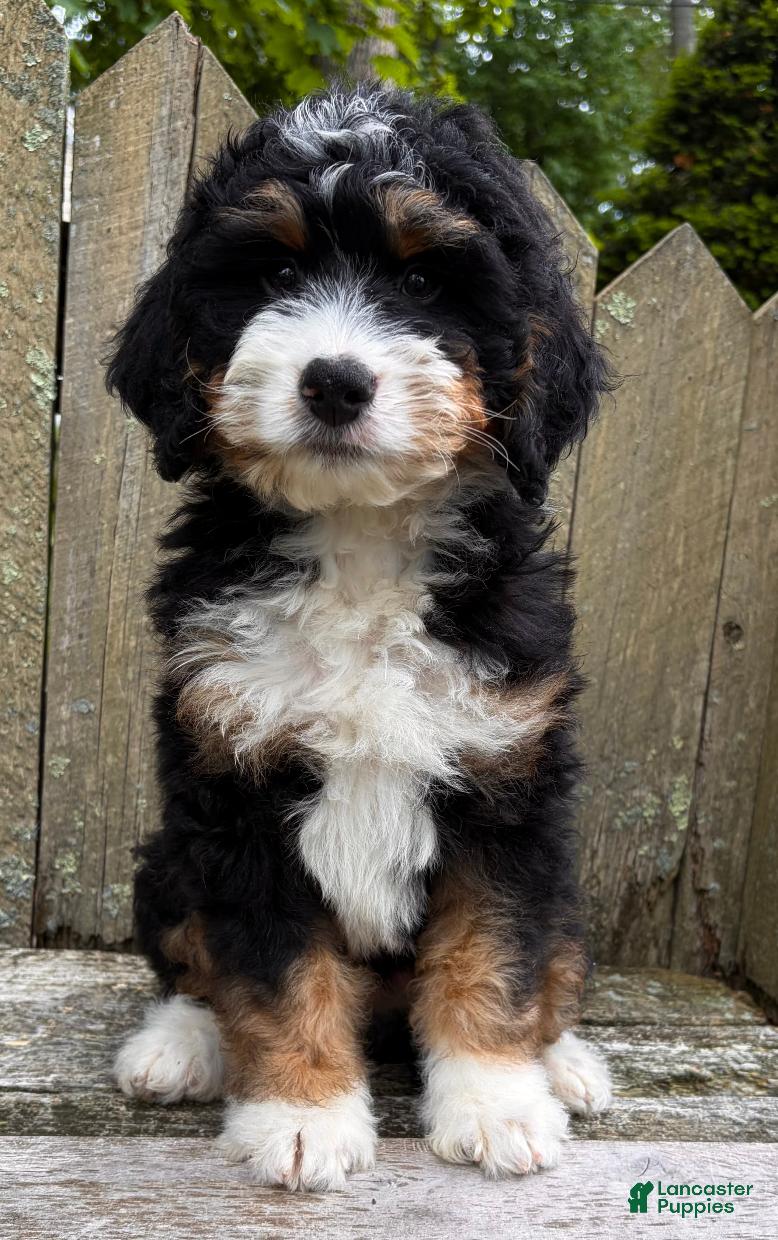 Mini Bernedoodle dogs for sale: 🩶IN BOSTON MASSACHUSETTS AREA🩶MINI BERNEDOODLE BOY🩶 - Ad 10