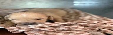 Golden Retriever 5