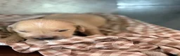 Golden Retriever dogs for sale: Golden Retriever 5 - Ad 1