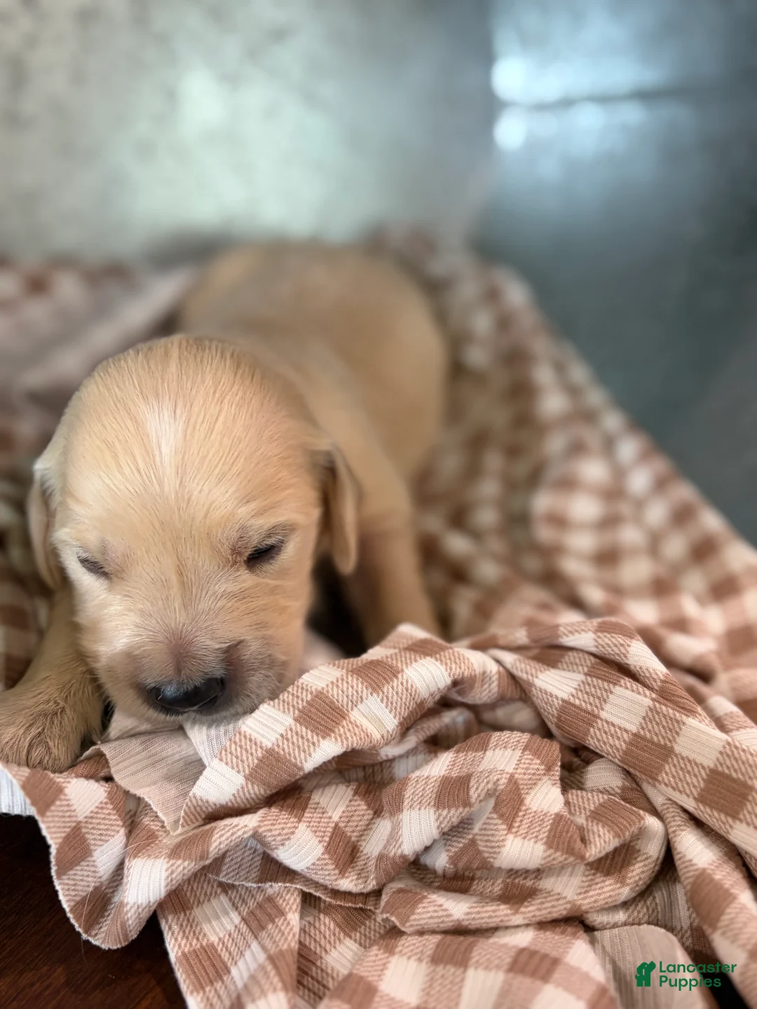 Golden Retriever dogs for sale: Golden Retriever 5 - Ad 1