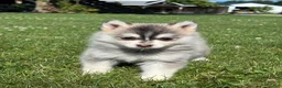 Pomsky dogs for sale: Zara - Ad 3