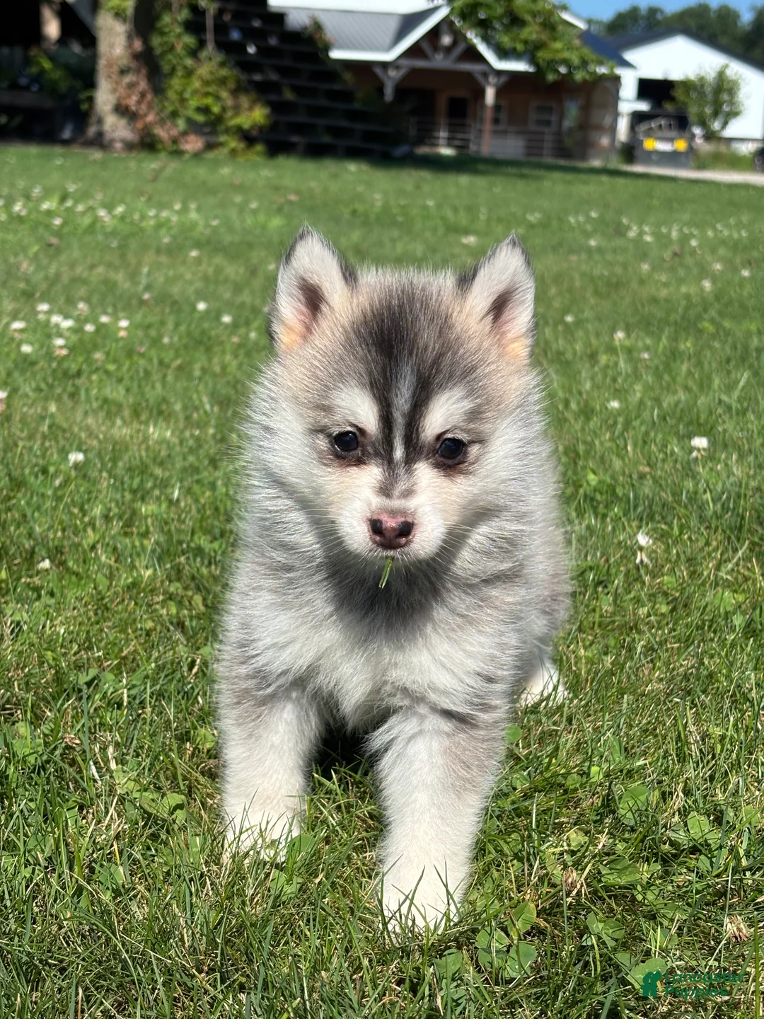 Pomsky dogs for sale: Zara - Ad 3