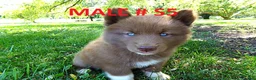 Siberian Husky dogs for sale:  S2 - Ad 7