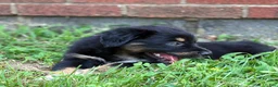 Australian Shepherd dogs for sale: Rowan - Ad 6