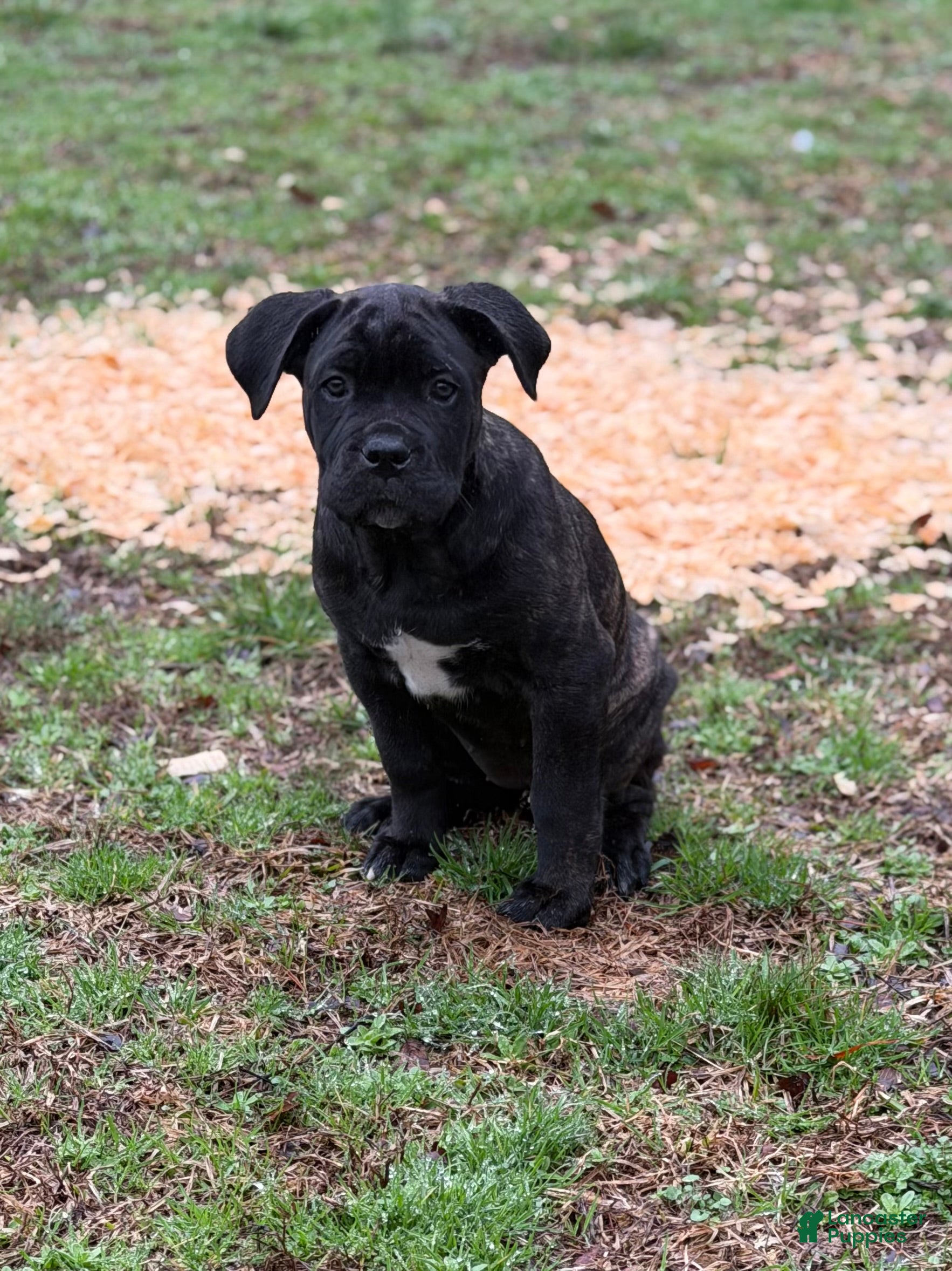 Cane Corso dogs Tootsie - Ad 41