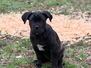 Cane Corso dogs Tootsie - Ad 41