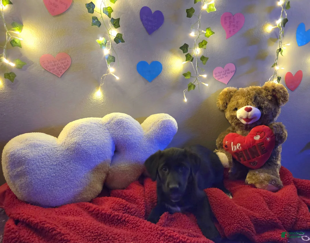 Mixed Breed dogs for sale: Pink Lady  - Ad 2