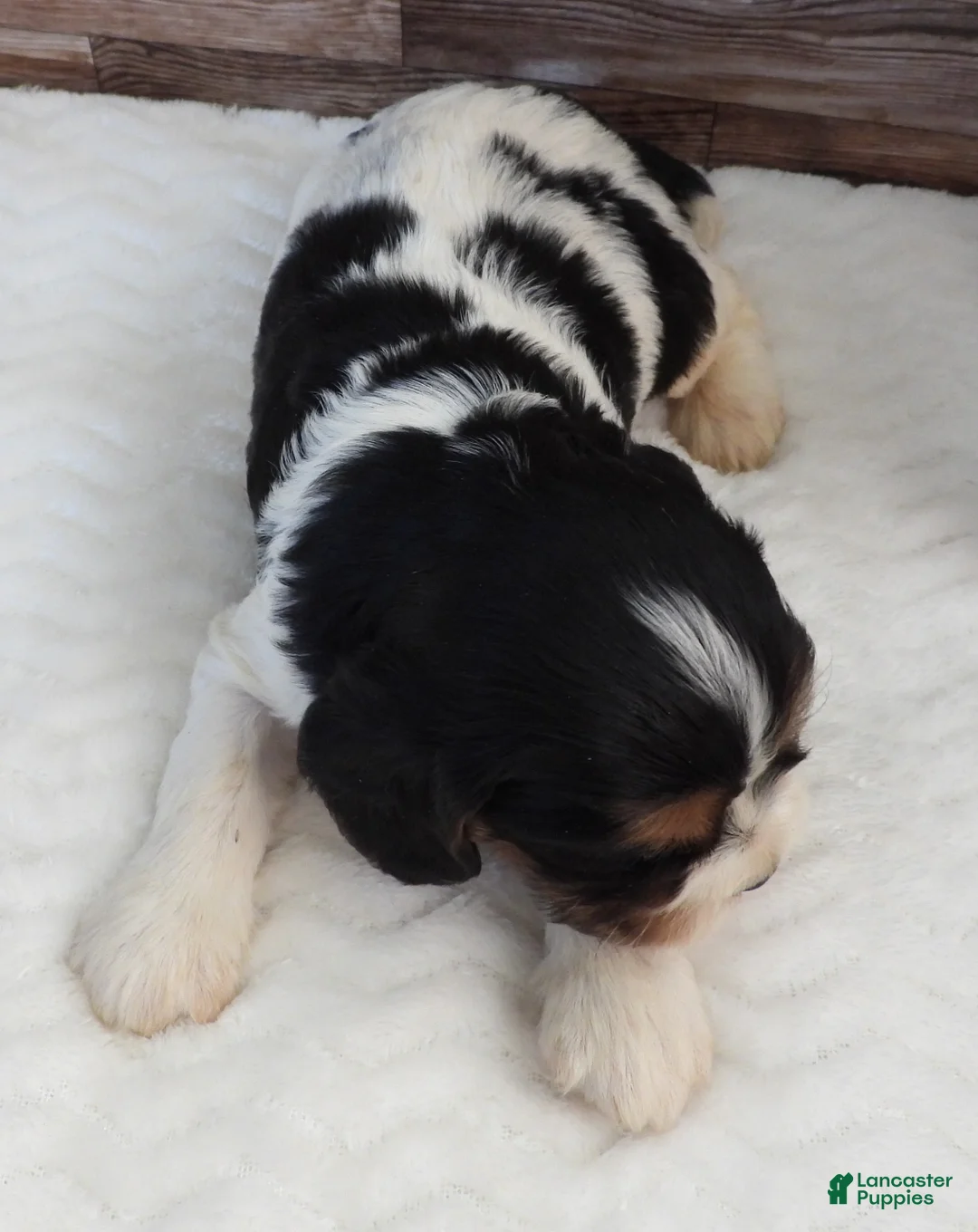 Mixed Breed dogs for sale: Cockalier #4 Male - Ad 2