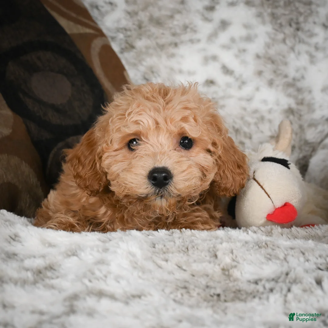 Cavapoo dogs for sale: Capper - Ad 8