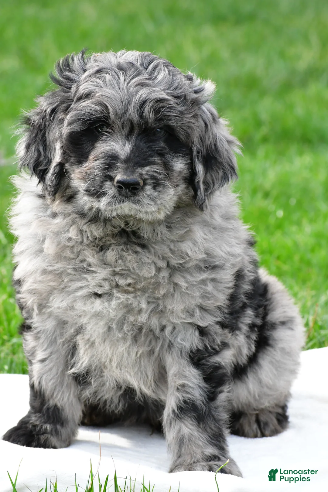 Newfypoo dogs for sale: Bruno - Ad 1