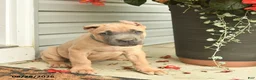 Cane Corso dogs for sale: Max - Ad 2