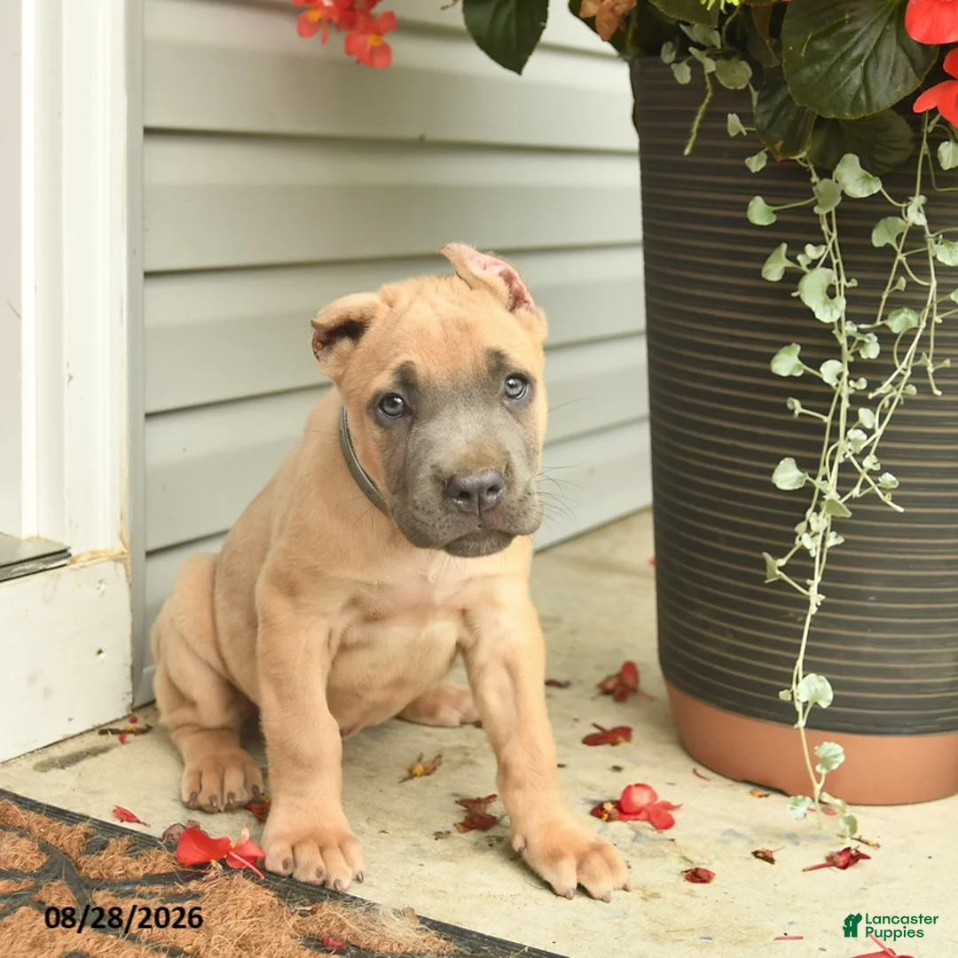 Cane Corso dogs for sale: Max - Ad 2
