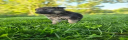 German Shepherd dogs for sale: Jack - Ad 8