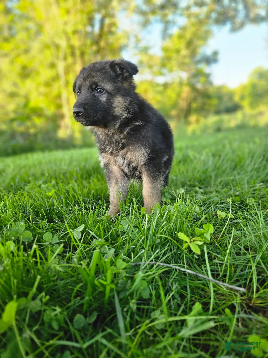 German Shepherd dogs for sale: Jack - Ad 8