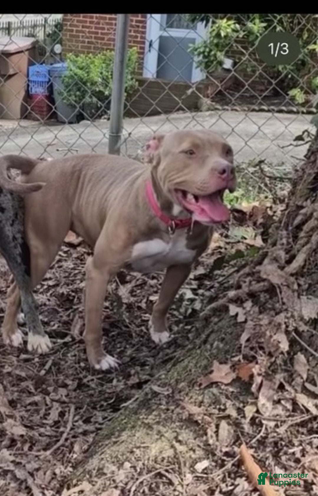 Mixed Breed dogs for sale: Alapaha Bully  - Ad 4