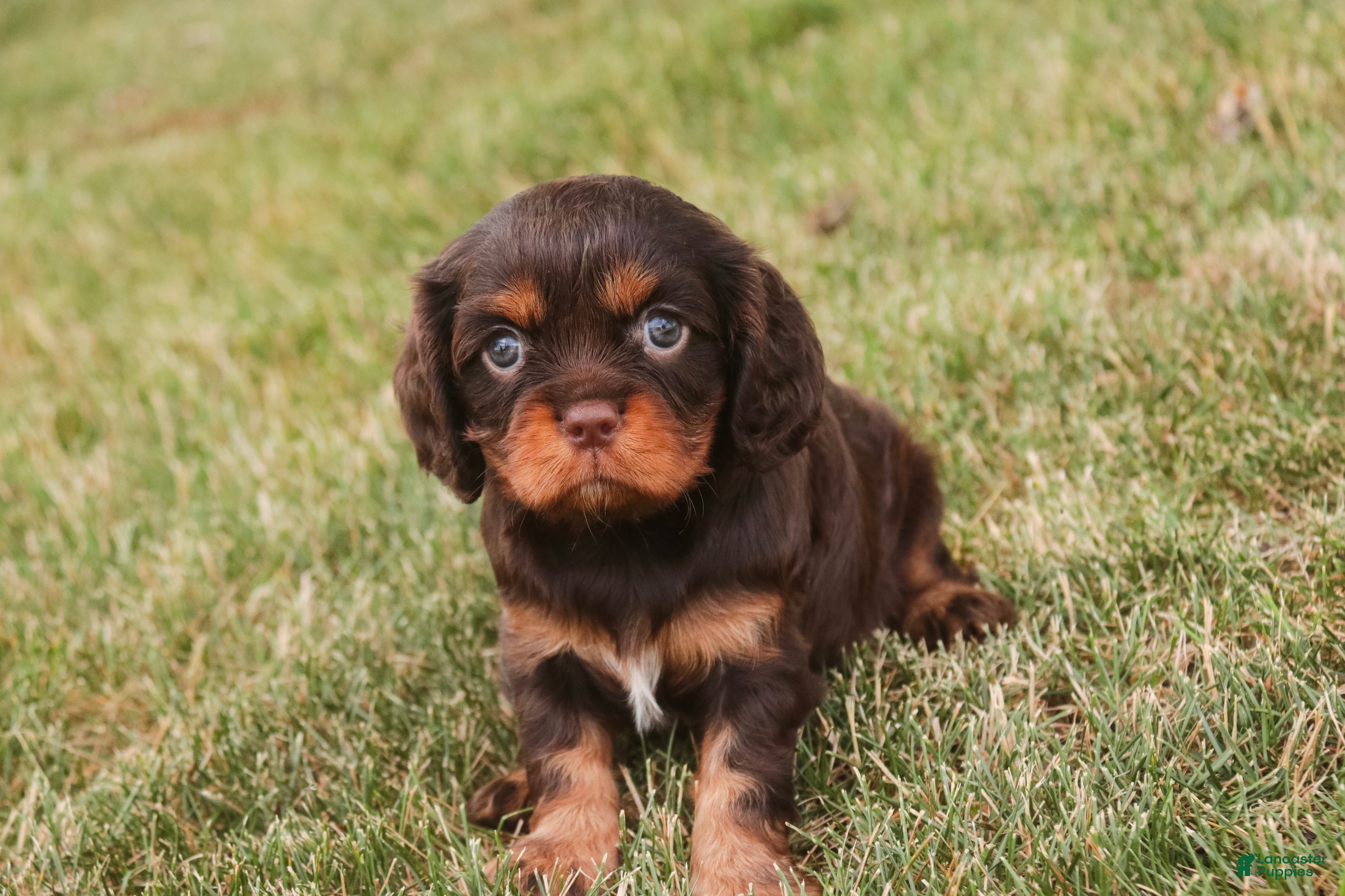 Cavalier King Charles Spaniel dogs Pollyanna Cavalier King Charles Spaniel  - Ad 2