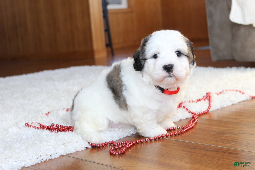 Teddy Bear dogs for sale: Lonnie - Ad 14