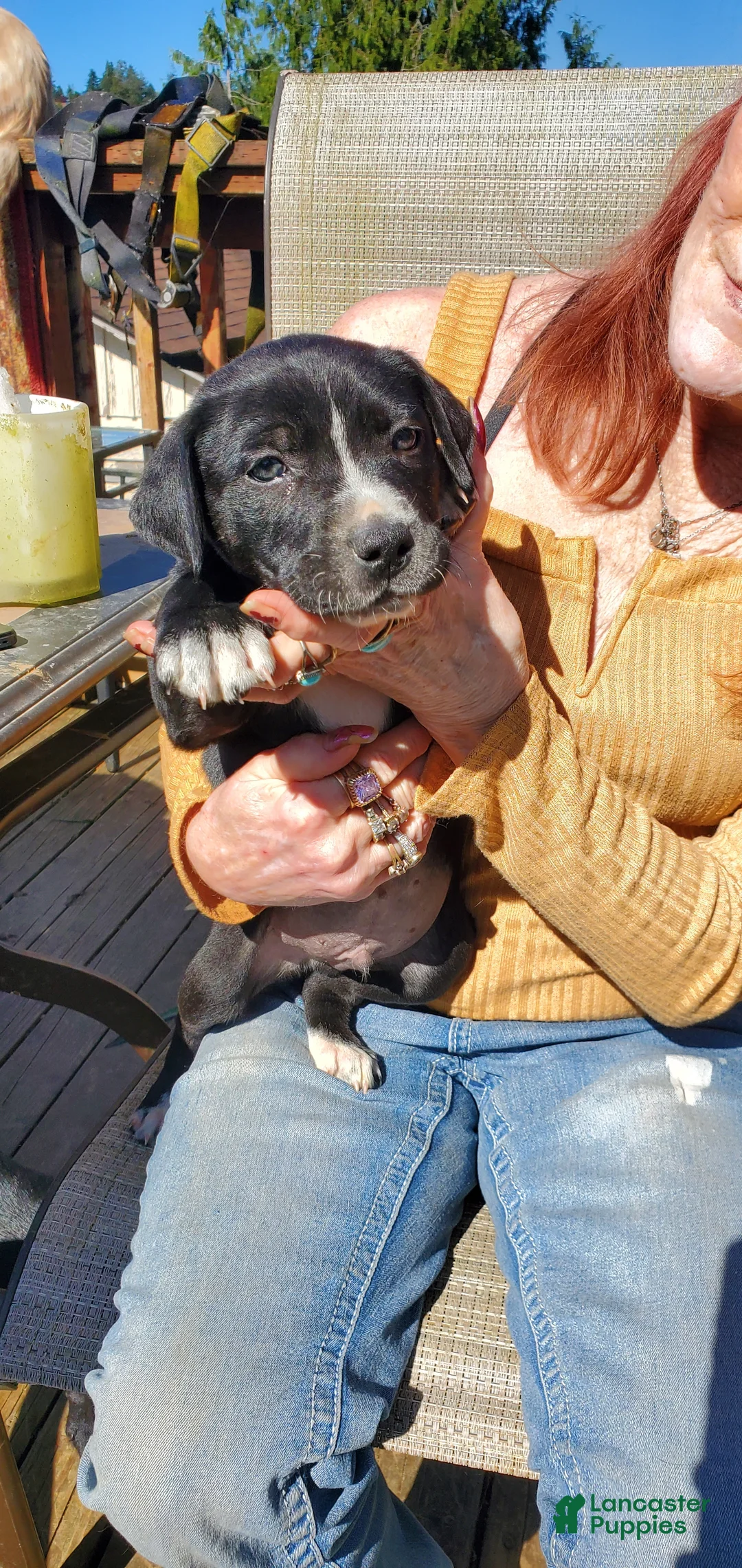 Mixed Breed dogs for sale: Mixed Breed Puppy 1 - Ad 1