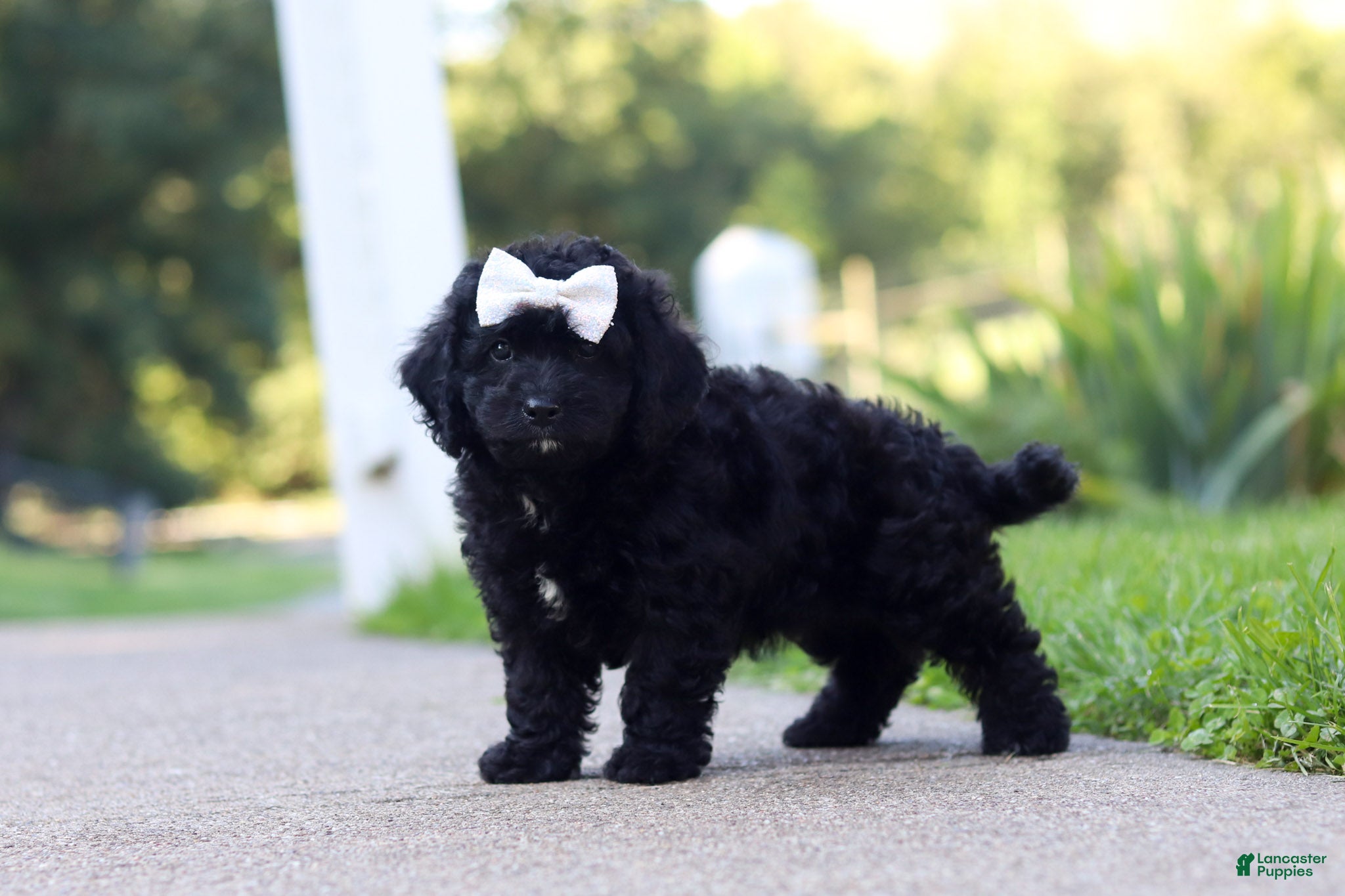 Cavapoo dogs Juniper - Ad 2