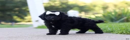 Cavapoo dogs for sale: Juniper - Ad 2
