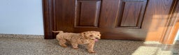 Maltipoo dogs for sale: Sherry - Ad 6