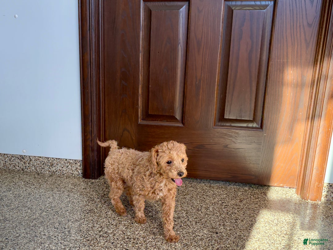 Maltipoo dogs for sale: Sherry - Ad 6