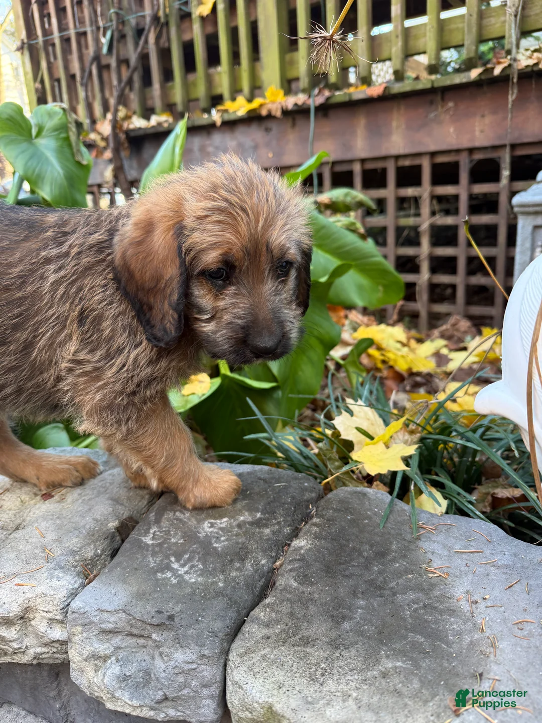Mixed Breed dogs for sale: Opal - Ad 5