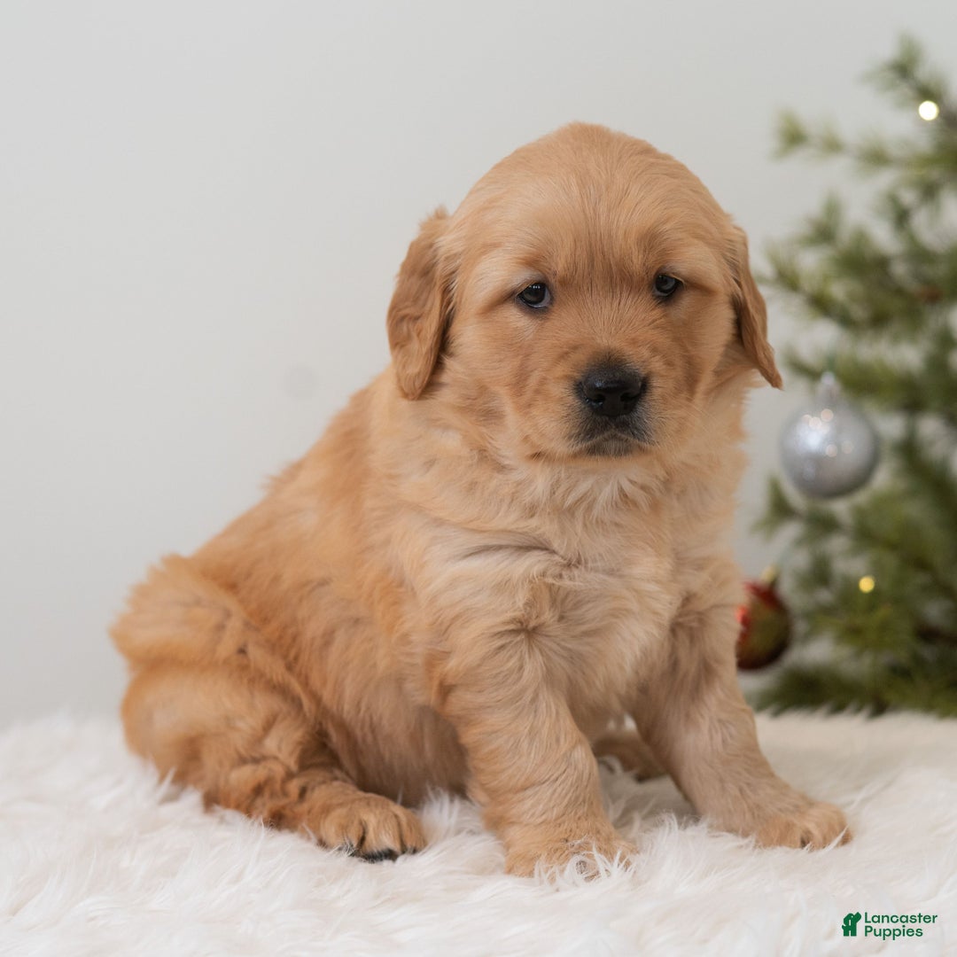 Golden Retriever dogs for sale: Hoho  - Ad 3