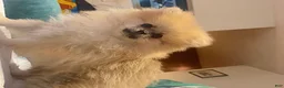 Pomeranian dogs for sale: Sasha - Ad 4