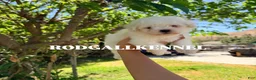 Bichon Frise dogs for sale: Bichon Frise Puppy 1 - Ad 2