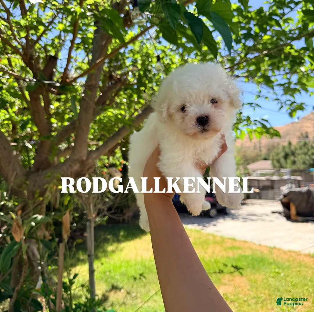 Bichon Frise dogs for sale: Bichon Frise Puppy 1 - Ad 2
