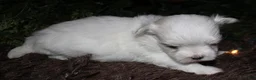 Maltese dogs for sale: Casper - Ad 14