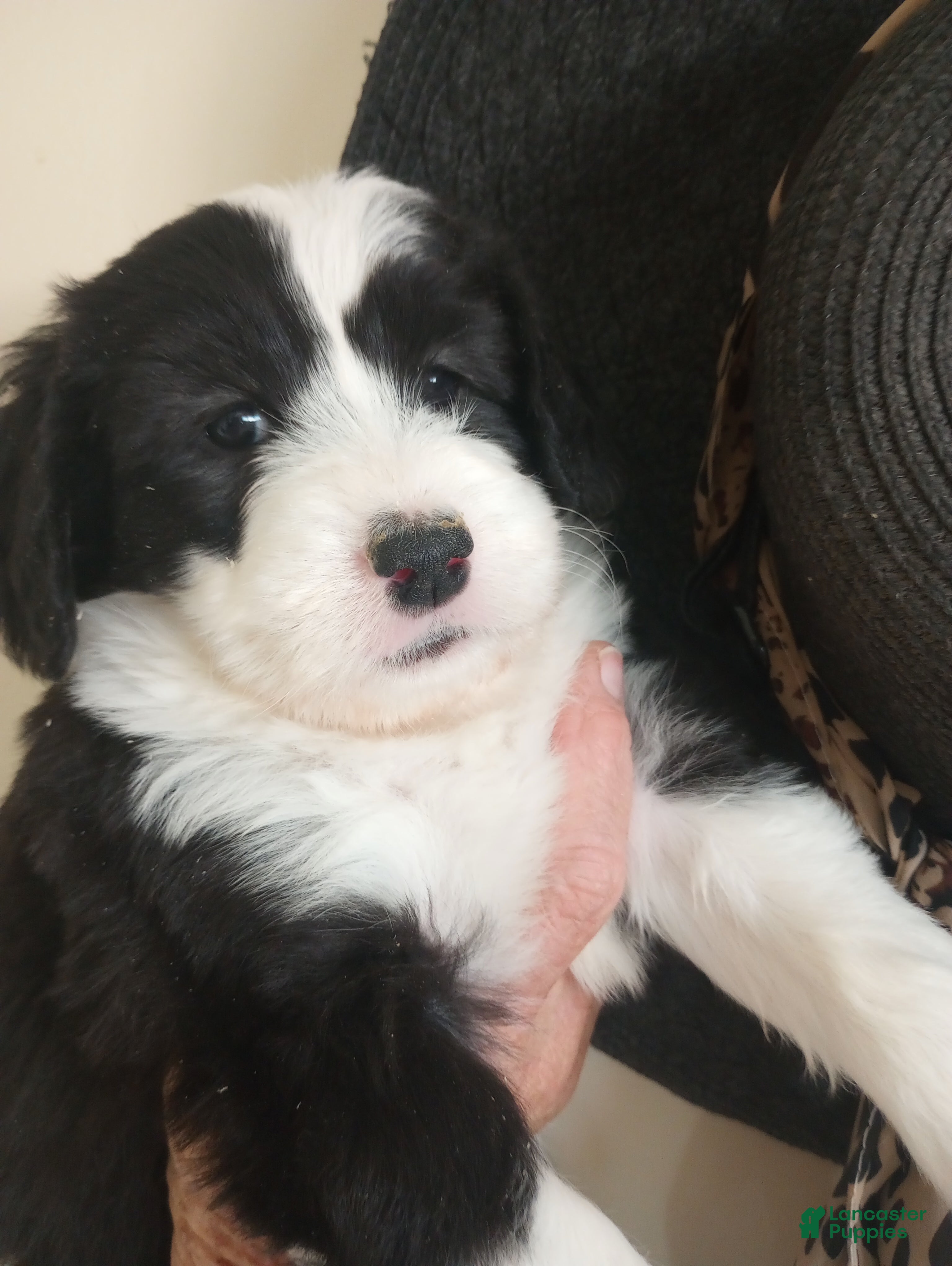 Sheepadoodle dogs Blessing!! - Ad 2