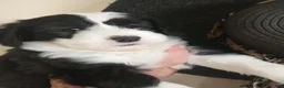 Sheepadoodle dogs for sale: Blessing!! - Ad 2
