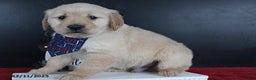 Golden Retriever dogs for sale: Cookie - Ad 2