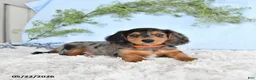 Miniature Dachshund dogs for sale: Hershey - Ad 4