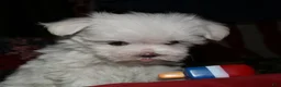 Maltese dogs for sale: Stumpy - Ad 6