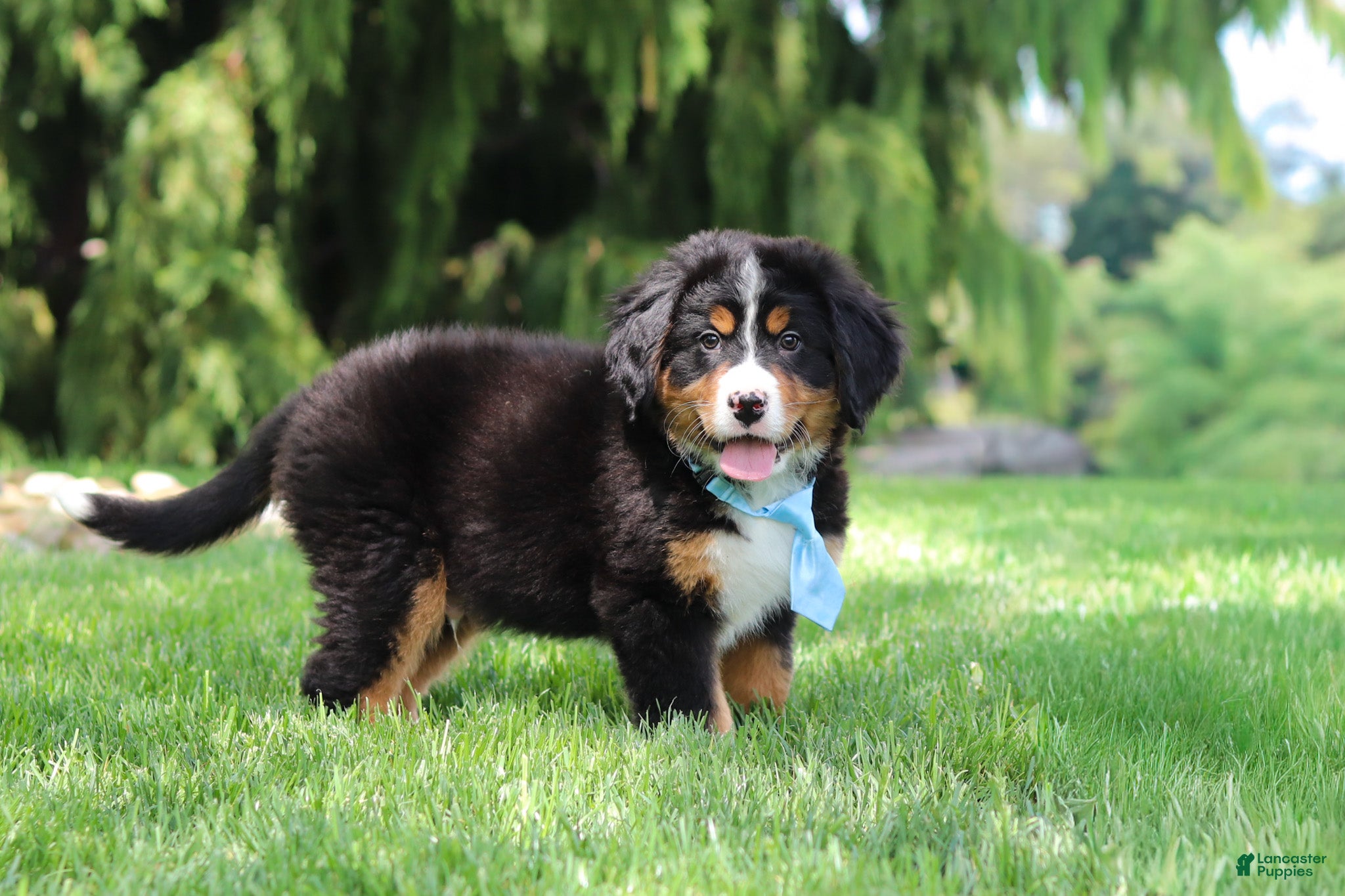 Bernese Mountain Dog dogs Champ - Ad 1