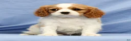 Cavalier King Charles Spaniel dogs for sale: Dominic - Ad 3