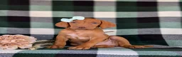 Vizsla dogs for sale: Allyce - Ad 1