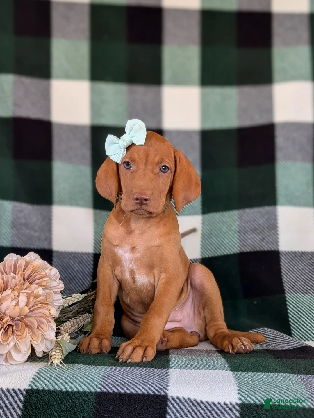 Vizsla dogs for sale: Allyce - Ad 1