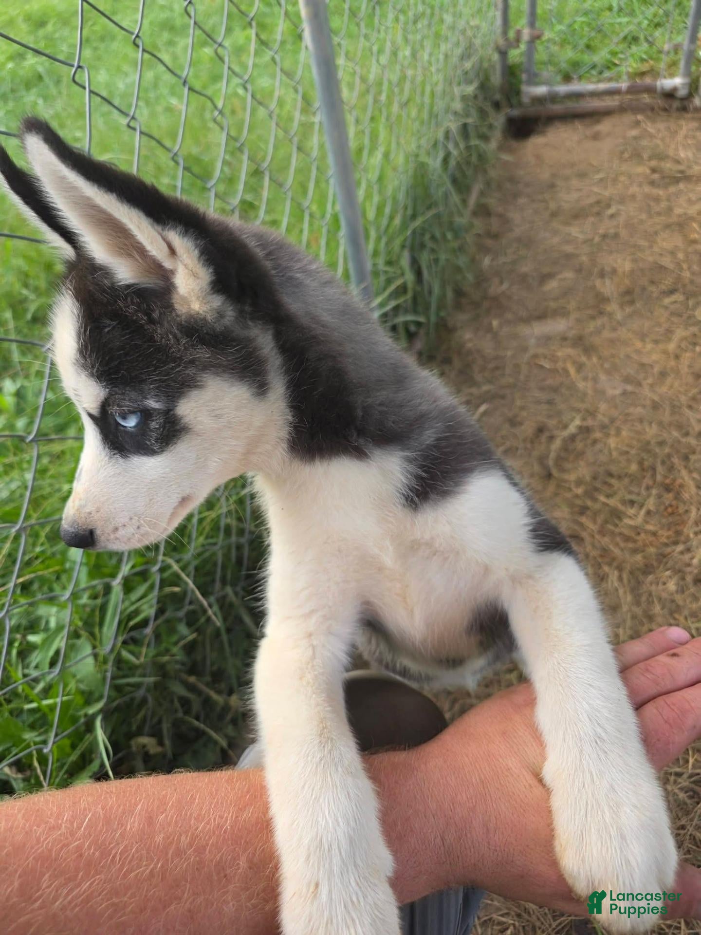 Siberian Husky