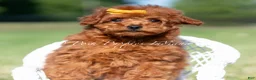 Toy Poodle dogs for sale: Mason AKC - Ad 4