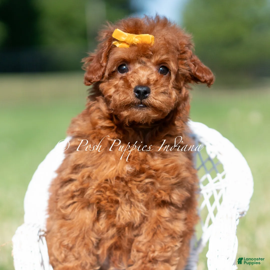 Toy Poodle dogs for sale: Mason AKC - Ad 4