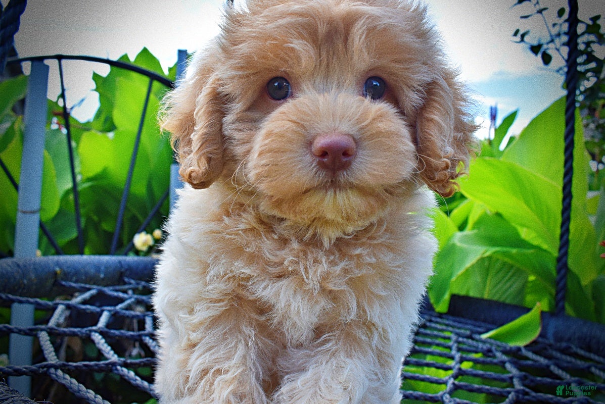 Havapoo dogs Valor - Ad 2