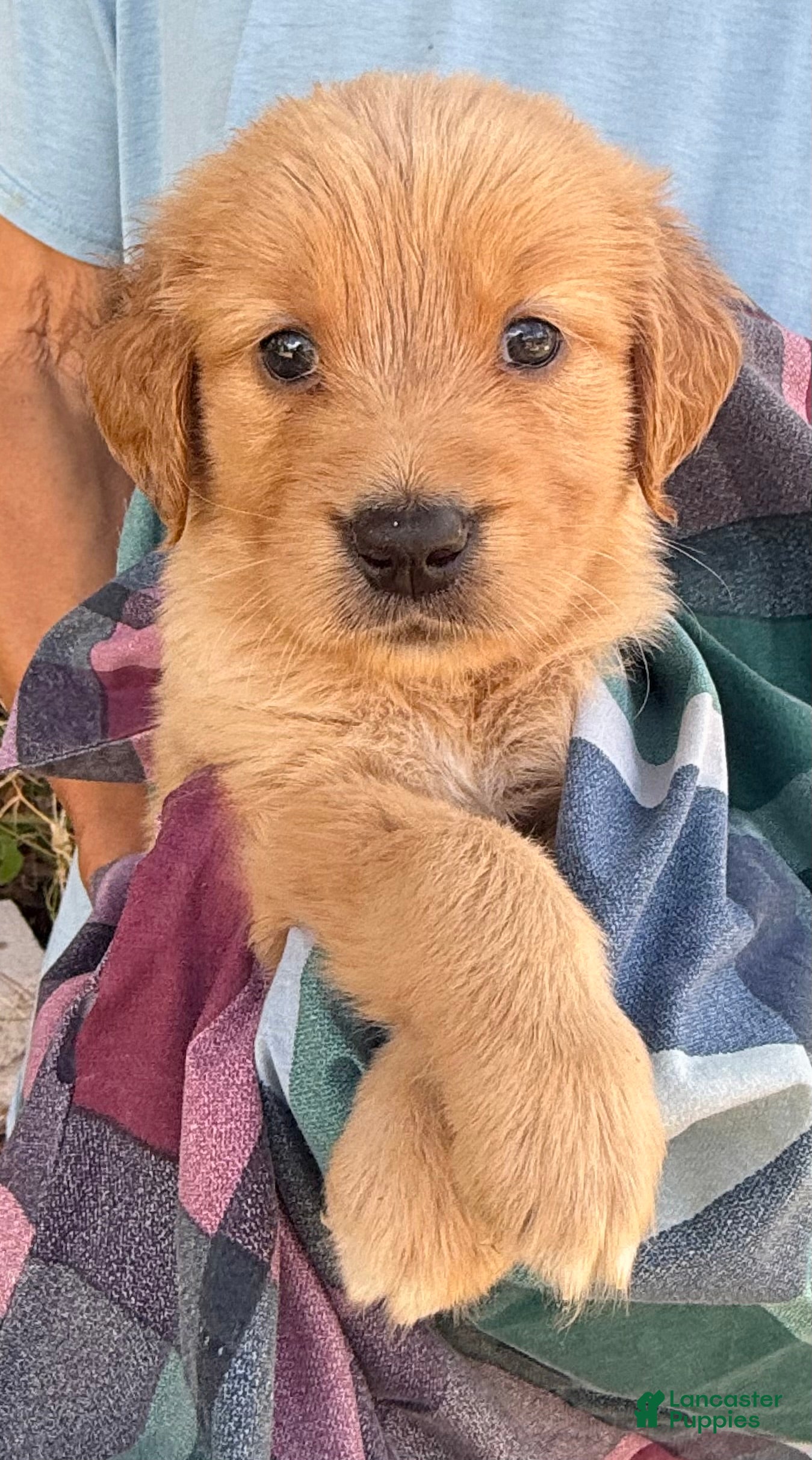 Golden Retriever dogs Kiara - Ad 2