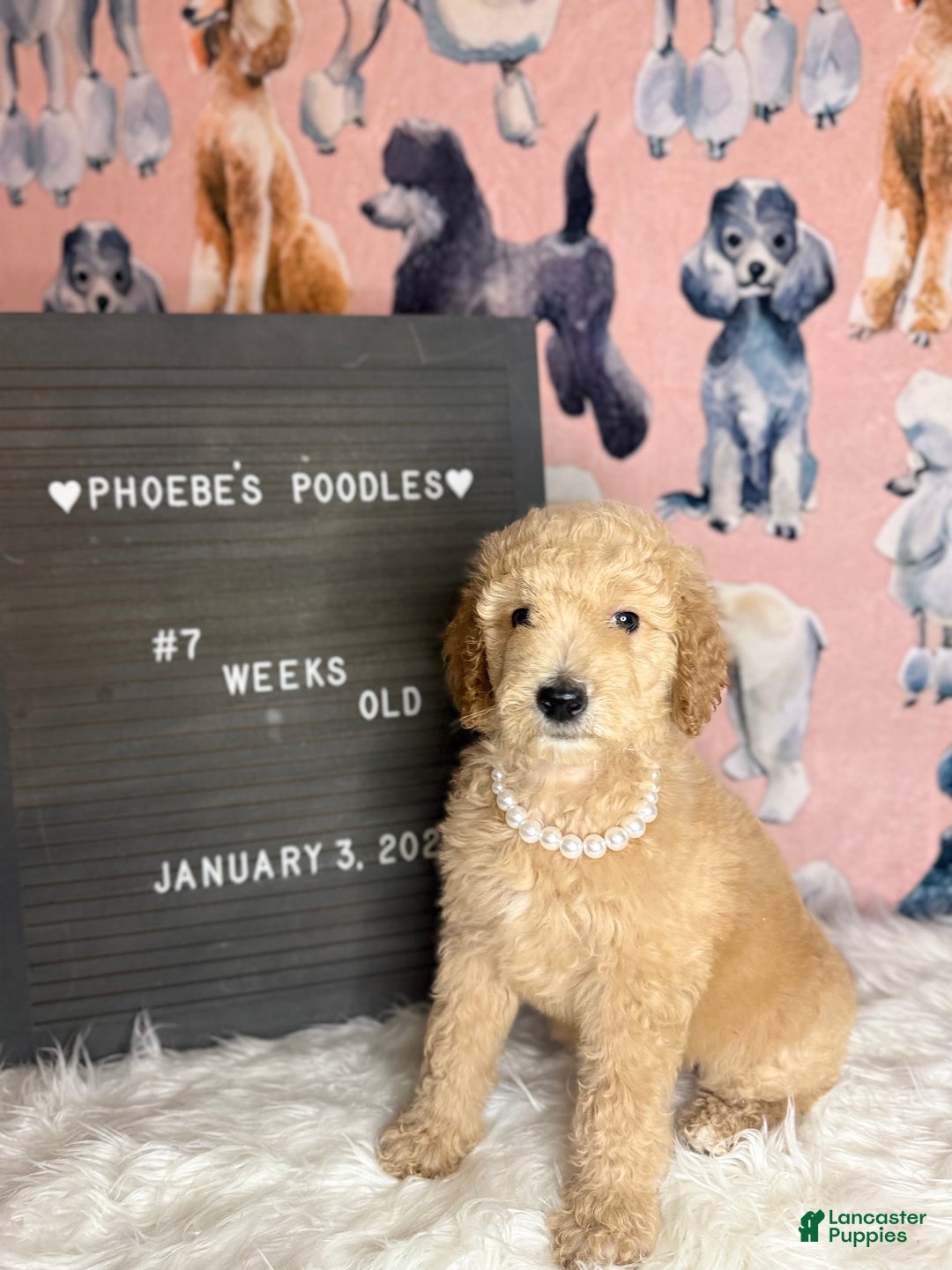 Standard Poodle dogs for sale: Standard Poodle Puppy 6 - Ad 8