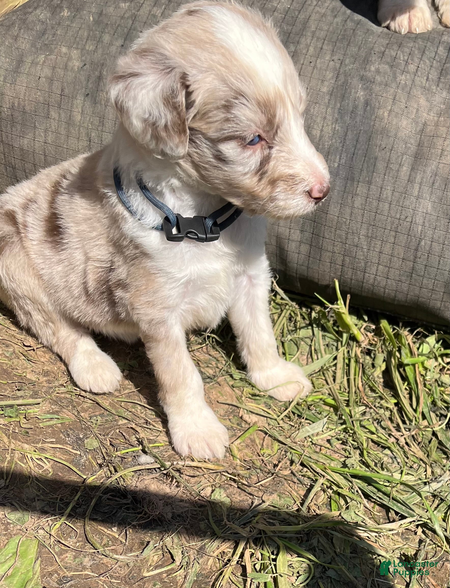 Aussiedoodle dogs for sale: Navy - Ad 2